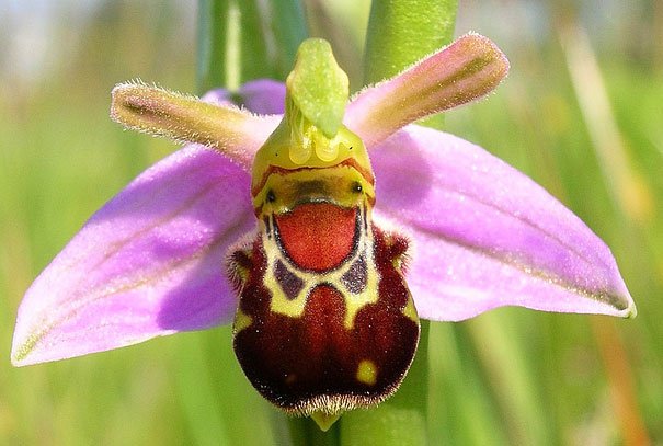 16 Amazing Flowers that Look Like Lips, Skulls, Animals 